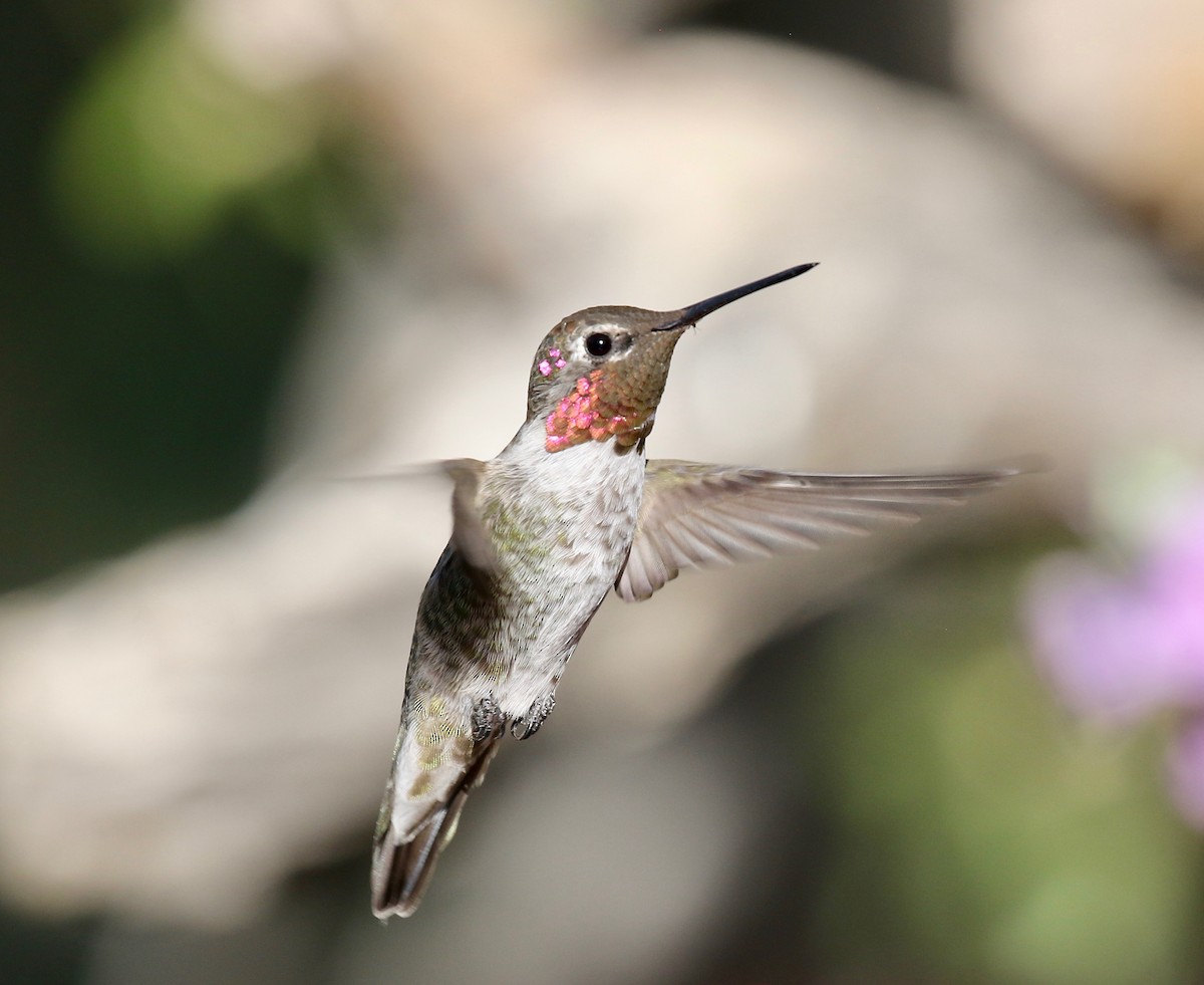 Anna's Hummingbird - ML644110490