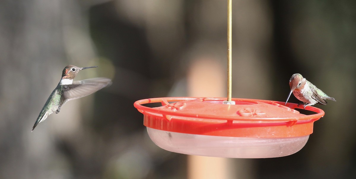 Anna's Hummingbird - ML644110491