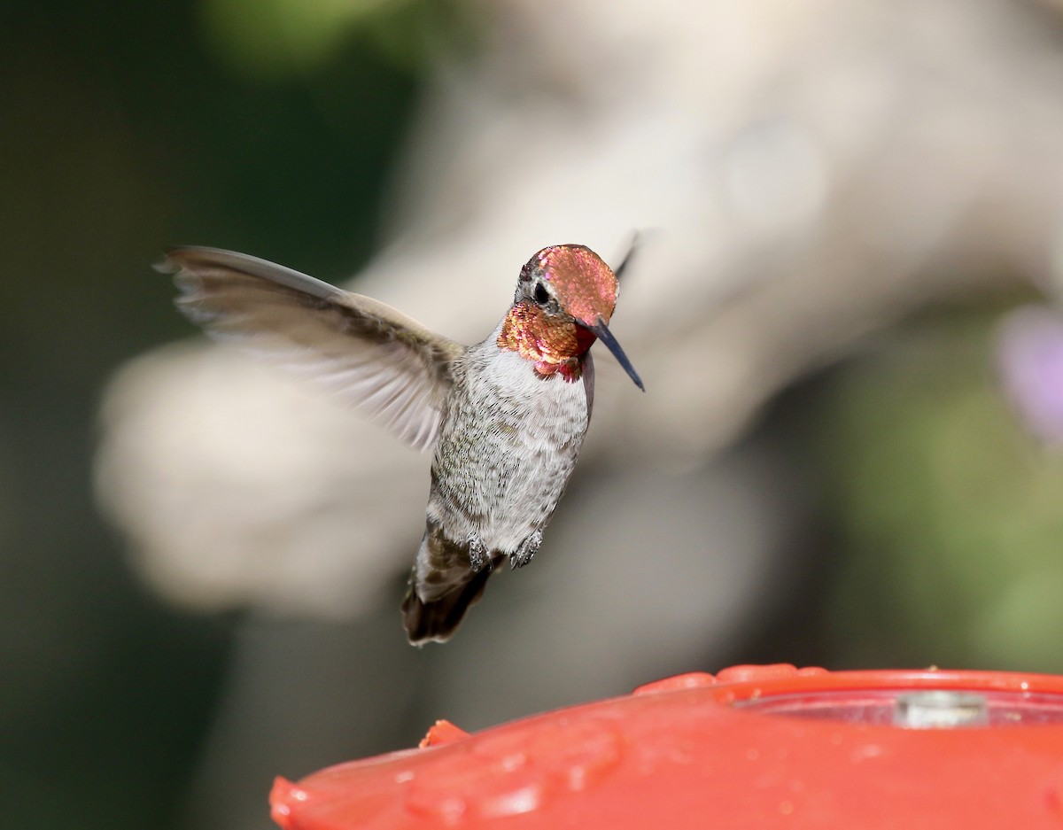 Anna's Hummingbird - ML644110492