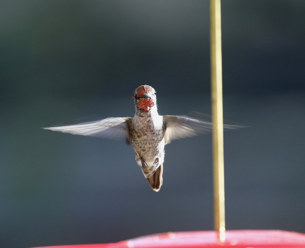 Anna's Hummingbird - ML644110493