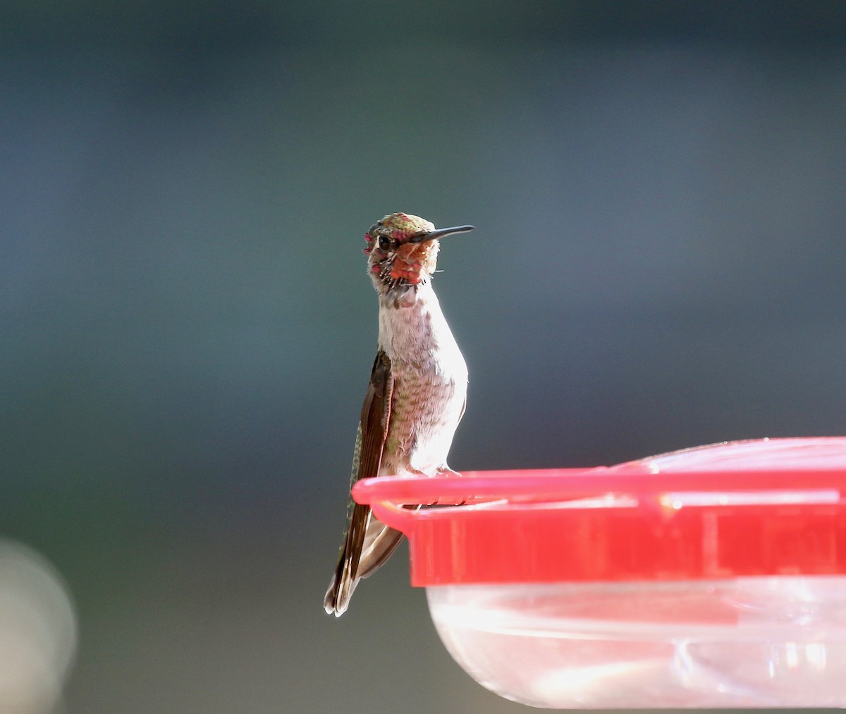 Anna's Hummingbird - ML644110494