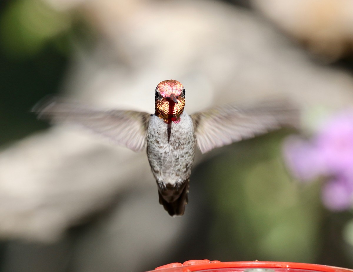 Anna's Hummingbird - ML644110495