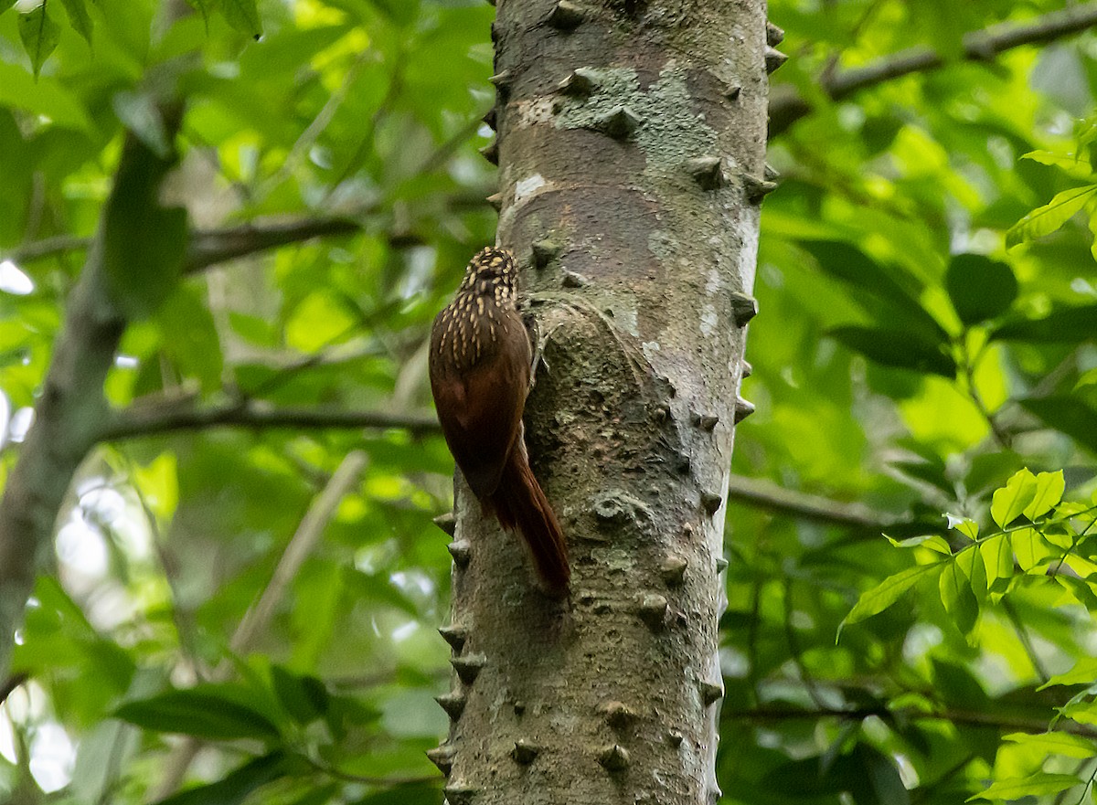 シロハシオニキバシリ - ML644110496