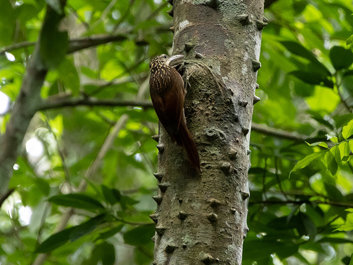 シロハシオニキバシリ - ML644110497