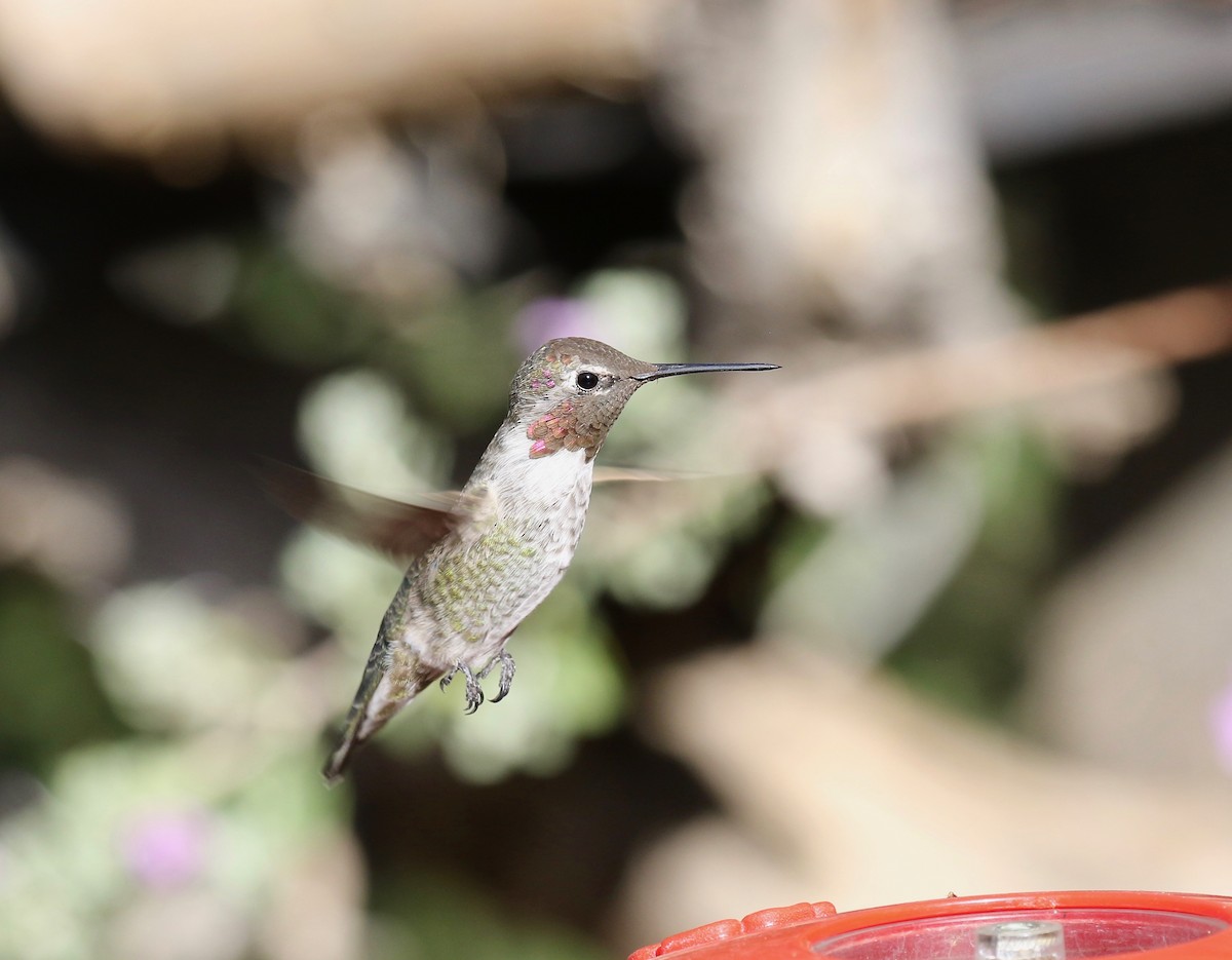 Anna's Hummingbird - ML644110498