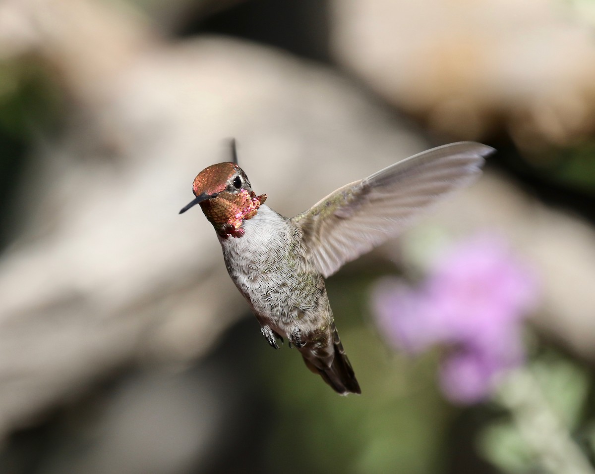 Anna's Hummingbird - ML644110499