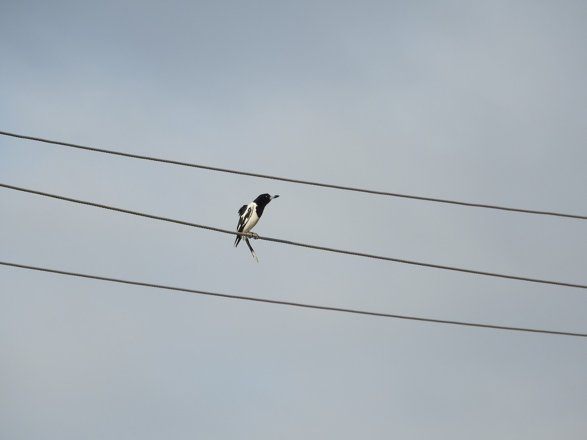 Pied Butcherbird - ML644110500