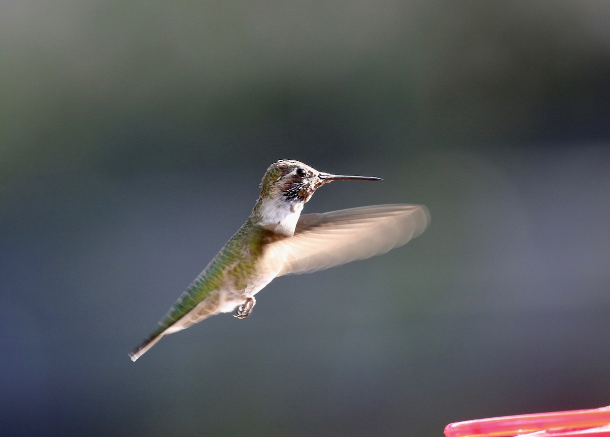 Anna's Hummingbird - ML644110501