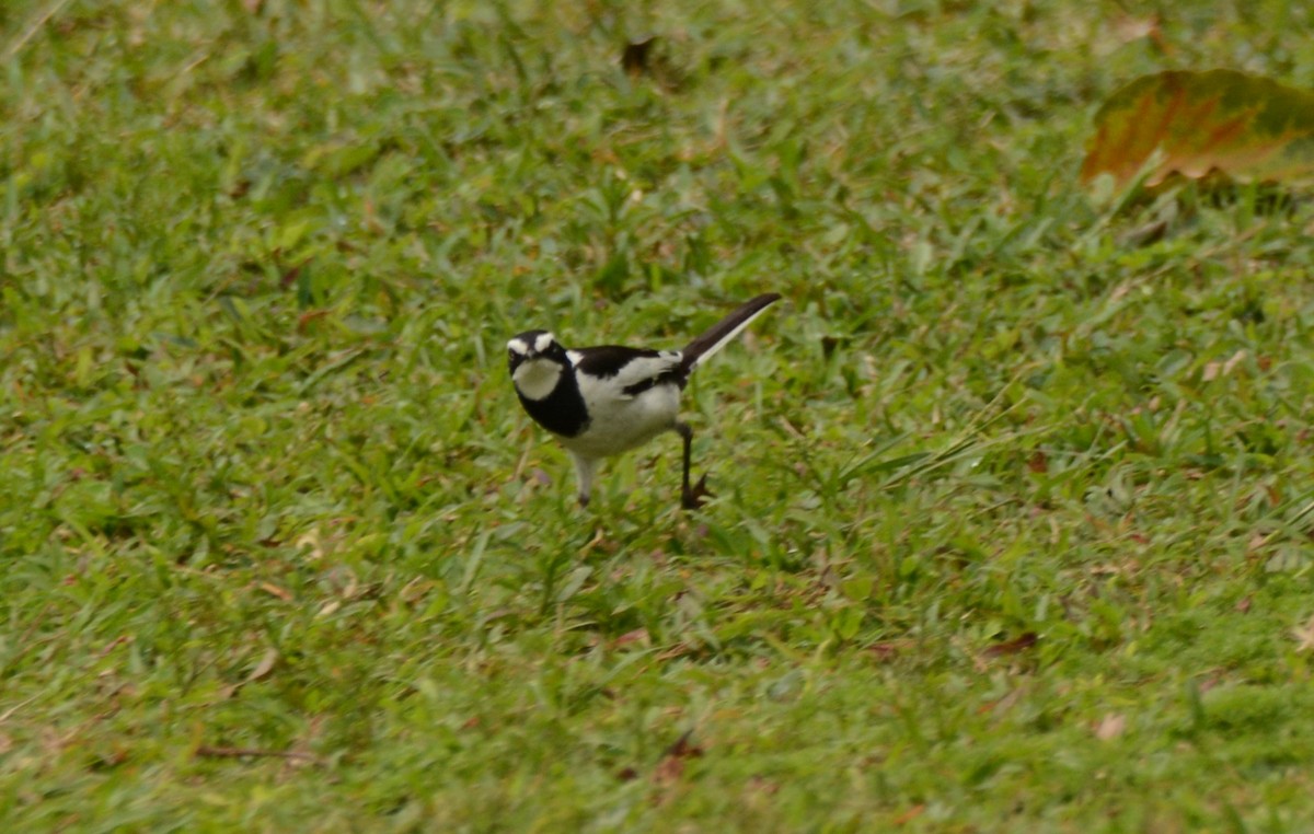 African Pied Wagtail - ML644110504