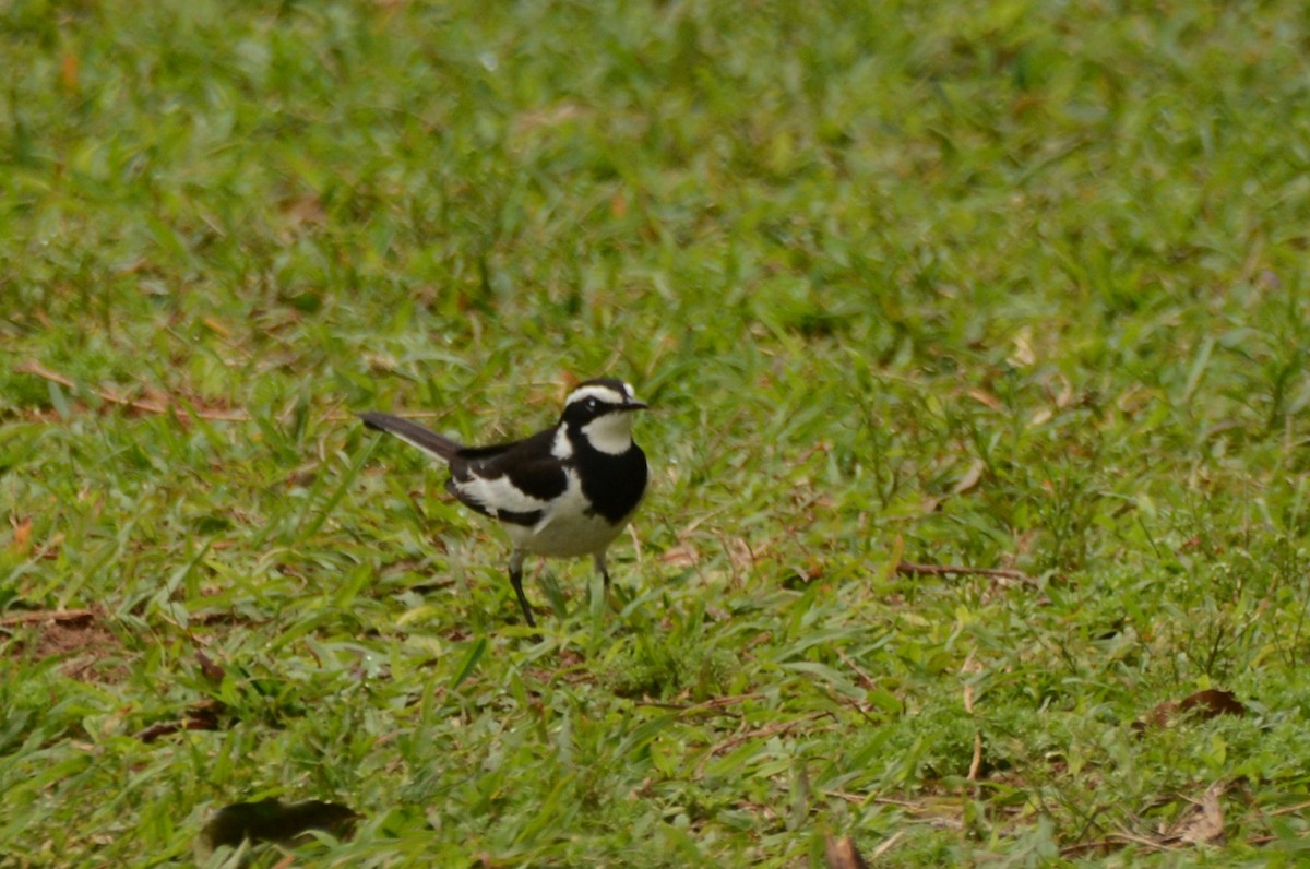 African Pied Wagtail - ML644110505