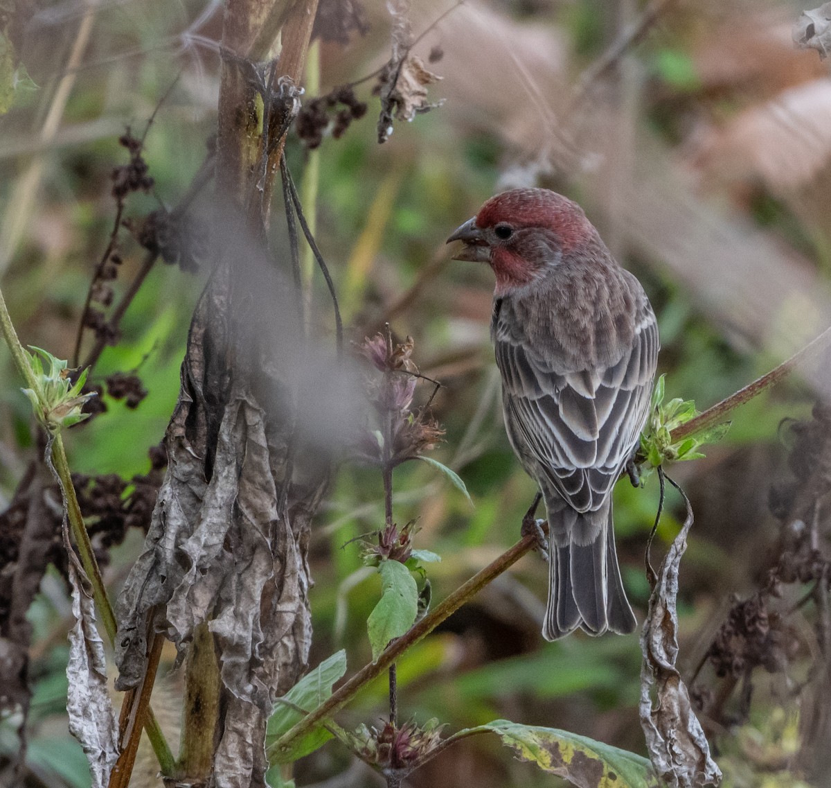 House Finch - ML644110518