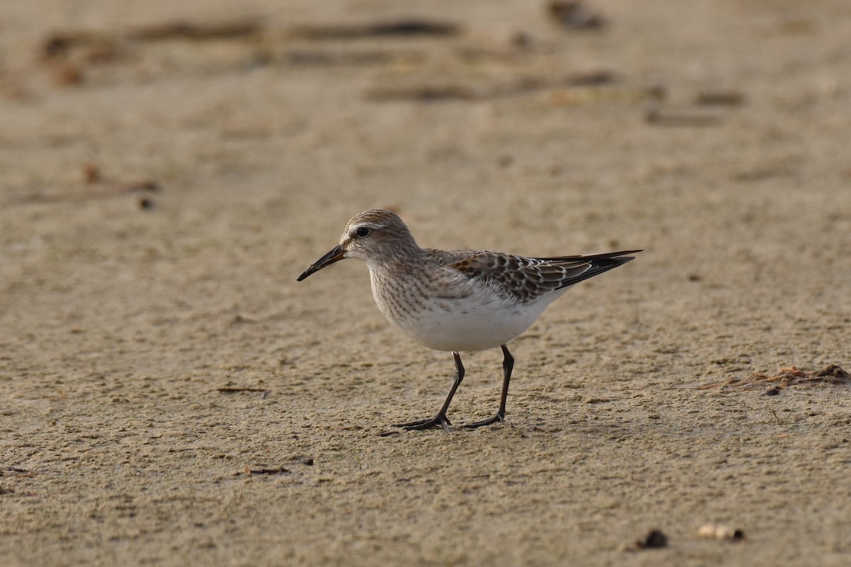 White-rumped Sandpiper - ML644110520