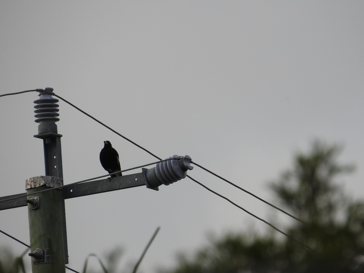 Australian Magpie - ML644110521
