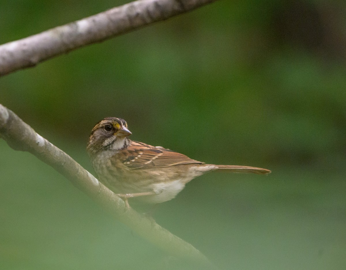 White-throated Sparrow - ML644110537