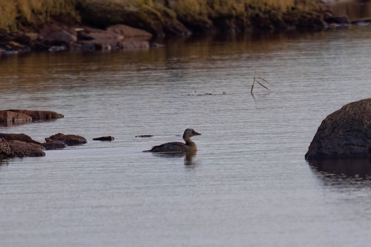 Spectacled Eider - ML644110539