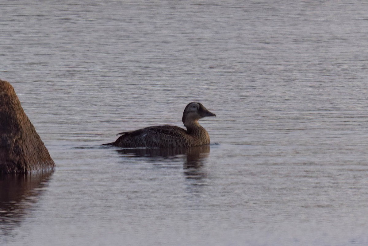 Spectacled Eider - ML644110542