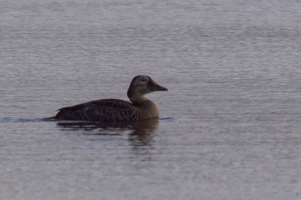 Spectacled Eider - ML644110545
