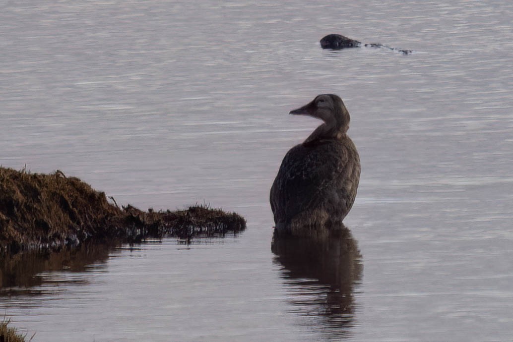 Spectacled Eider - ML644110548