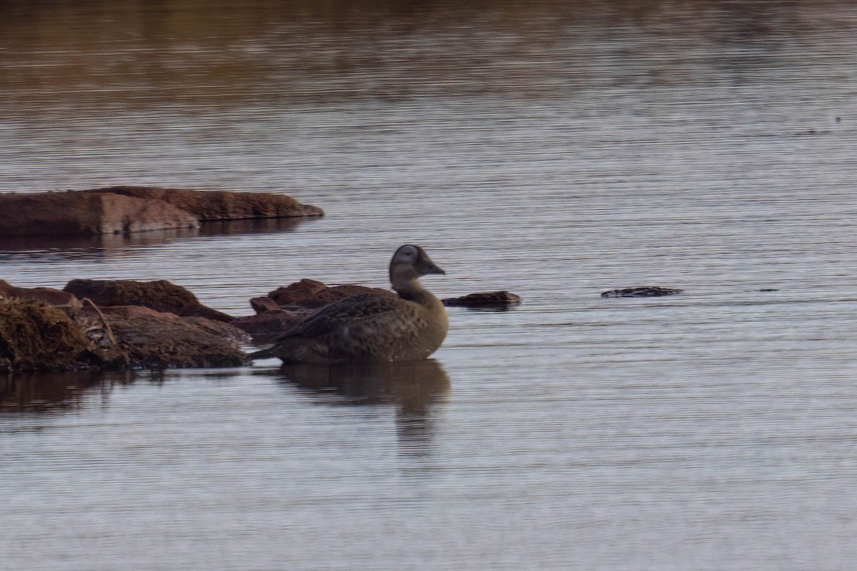 Spectacled Eider - ML644110553