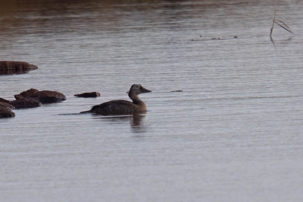 Spectacled Eider - ML644110563