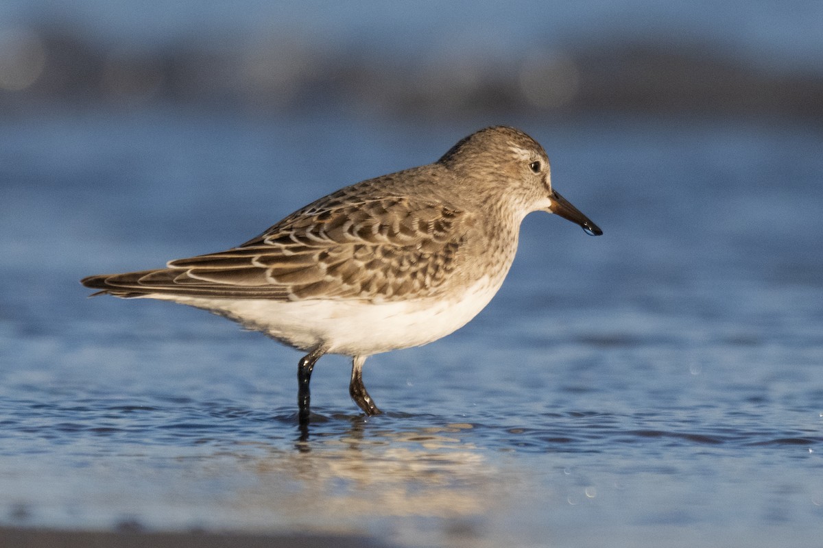 White-rumped Sandpiper - ML644110574