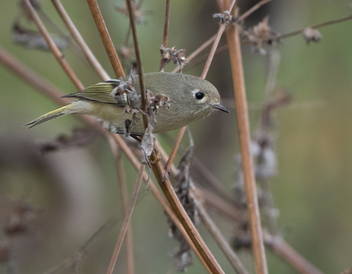 Ruby-crowned Kinglet - ML644110580
