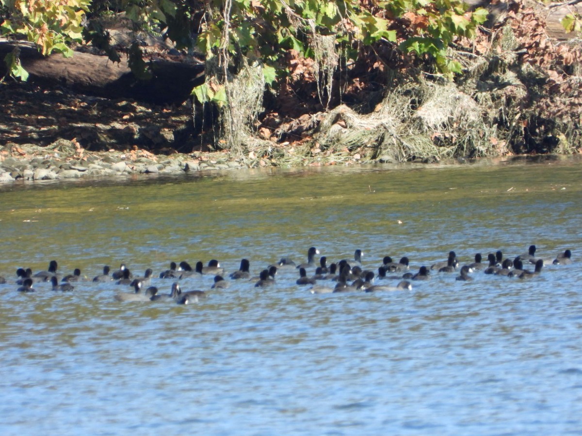 American Coot - ML644110589