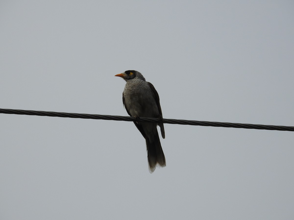 Weißstirn-Schwatzvogel - ML644110593