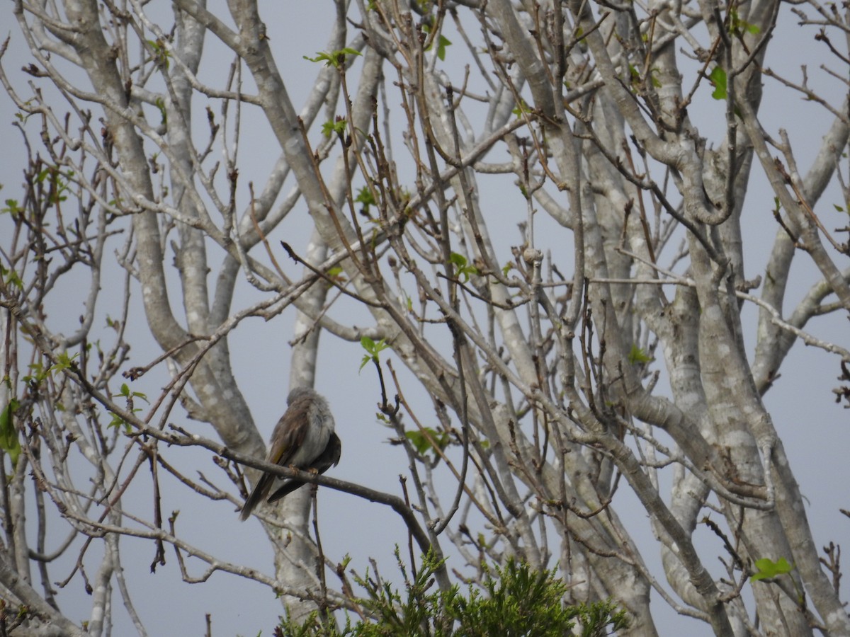 Weißstirn-Schwatzvogel - ML644110595