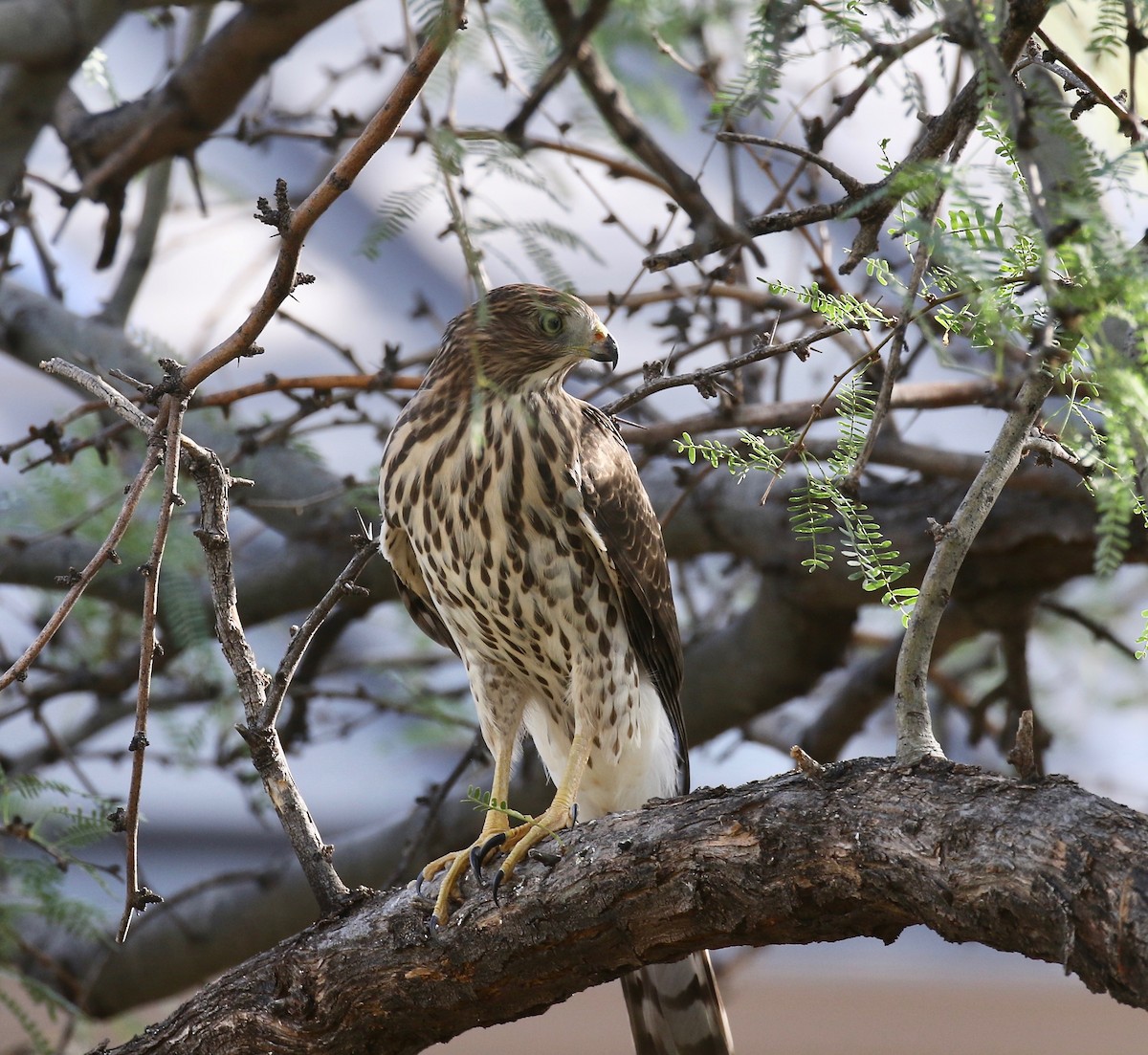 Cooper's Hawk - ML644110605