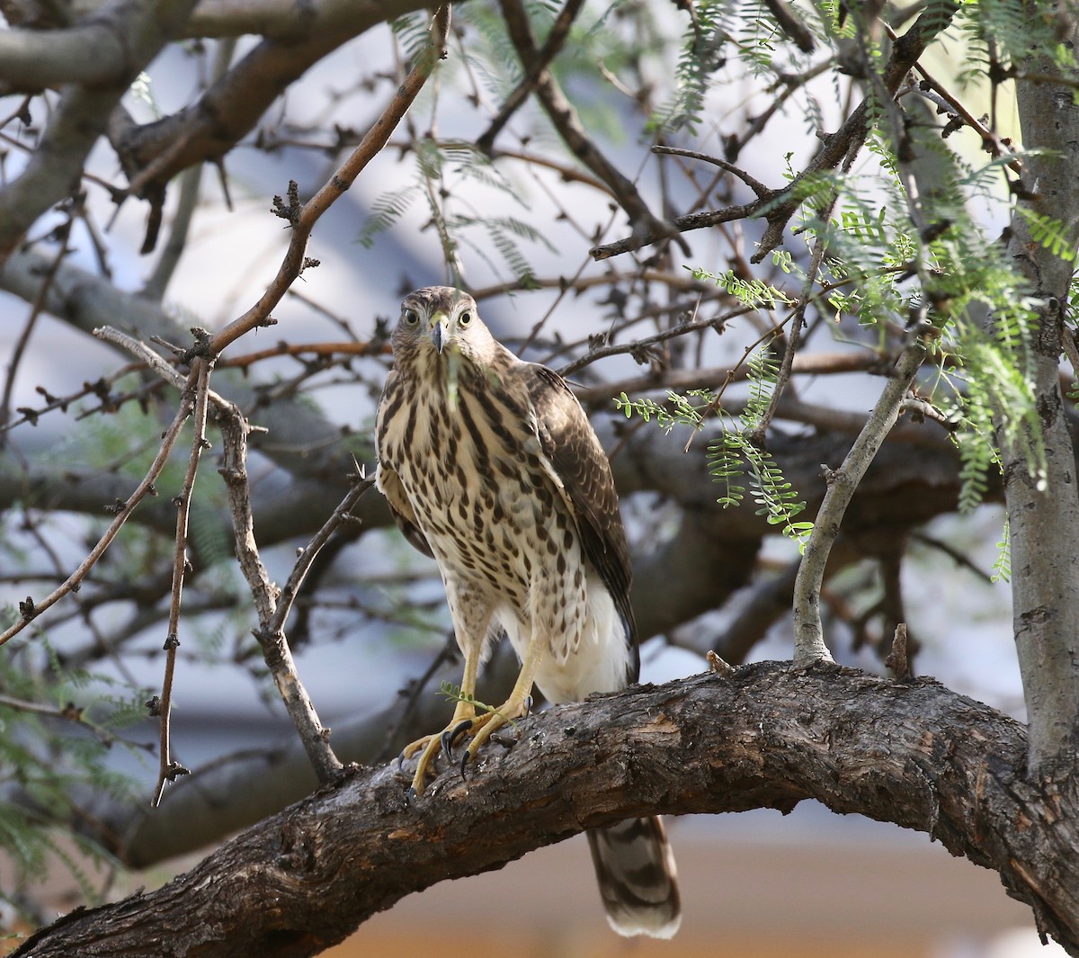 Cooper's Hawk - ML644110606