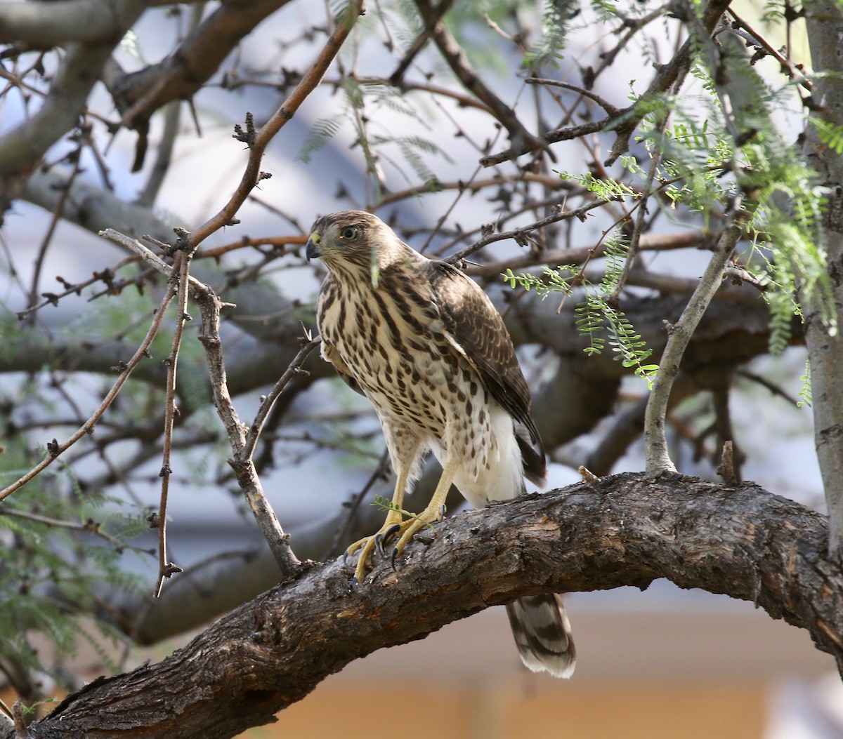 Cooper's Hawk - ML644110607