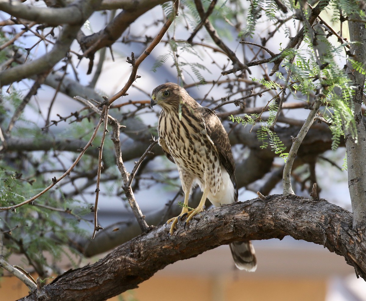 Cooper's Hawk - ML644110608
