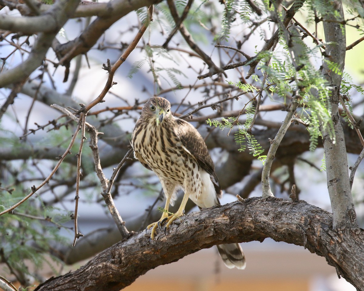 Cooper's Hawk - ML644110609