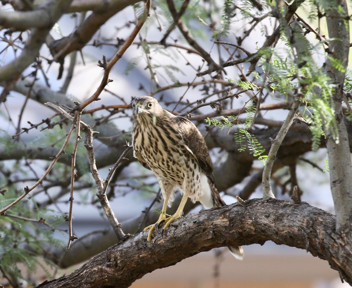 Cooper's Hawk - ML644110610