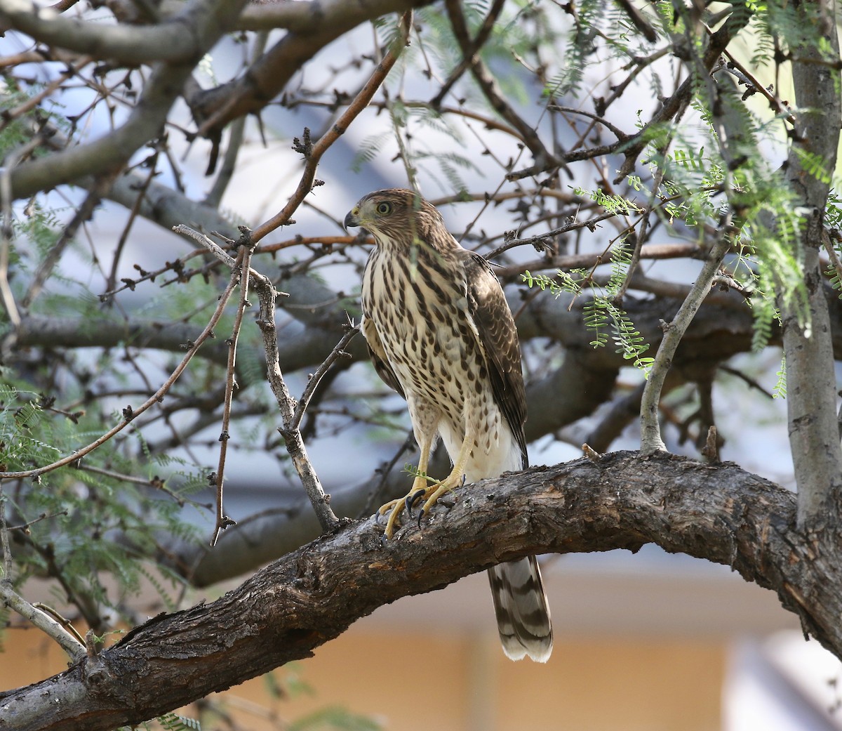 Cooper's Hawk - ML644110611