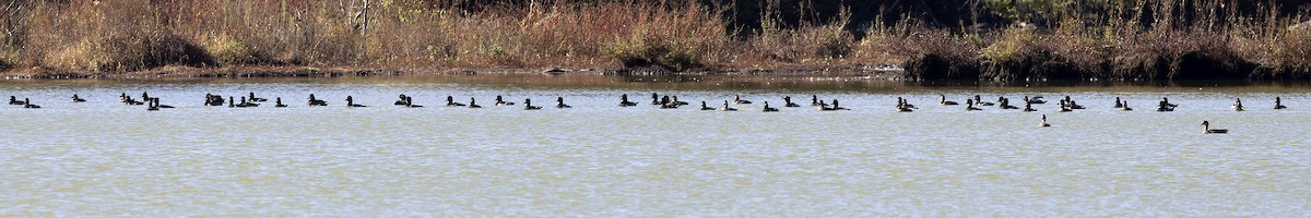 polák proužkozobý - ML644110613