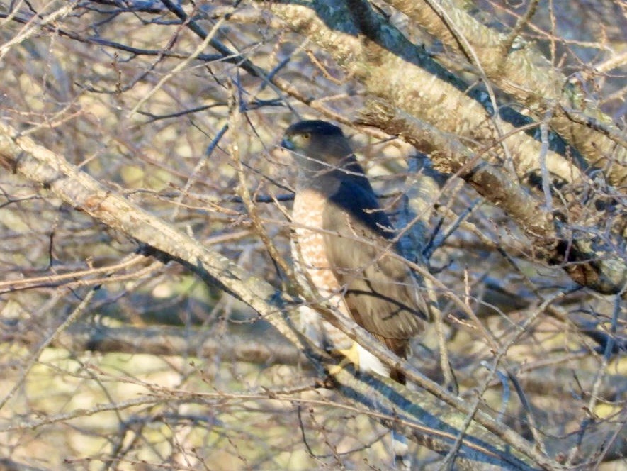 Cooper's Hawk - ML644110614