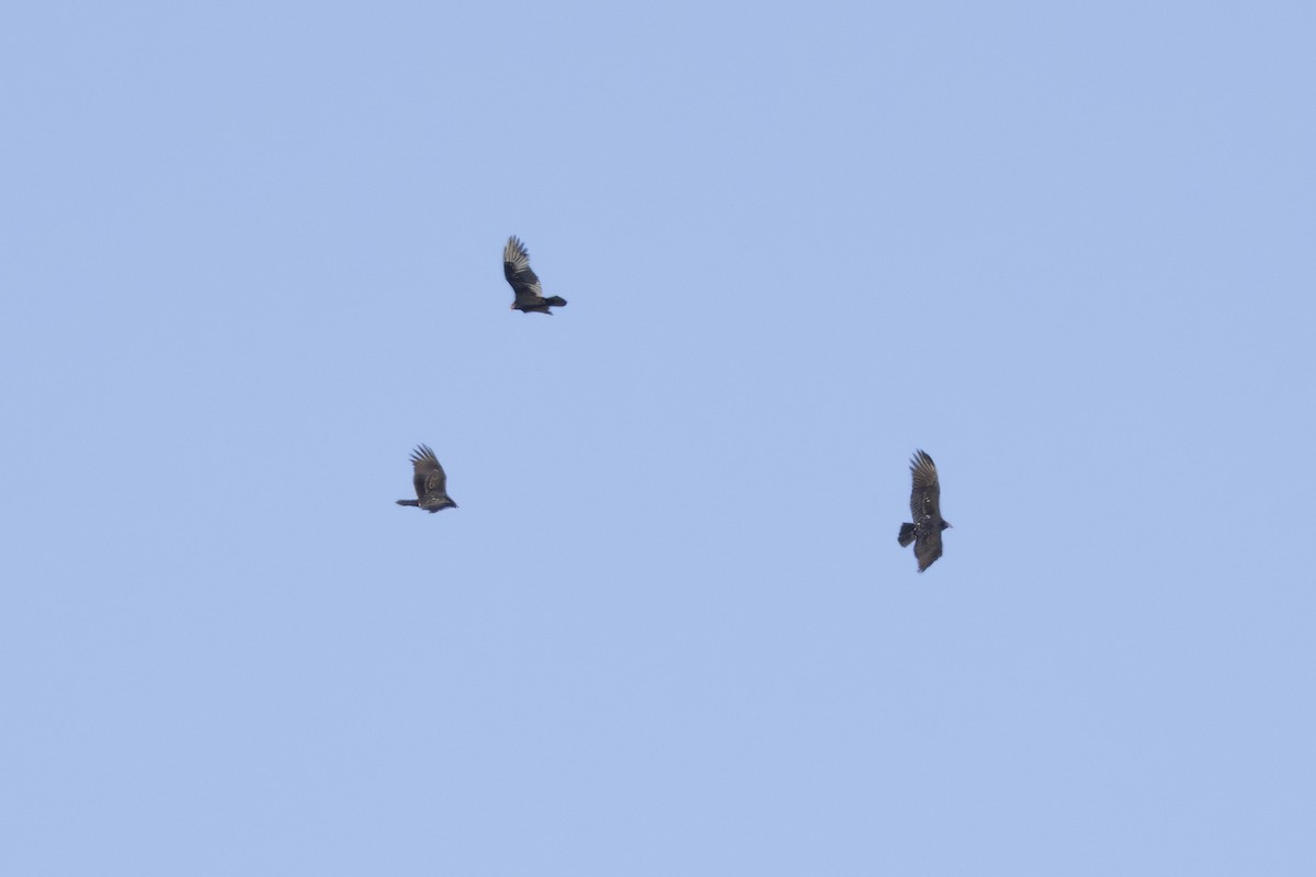 kondor krocanovitý - ML644110627