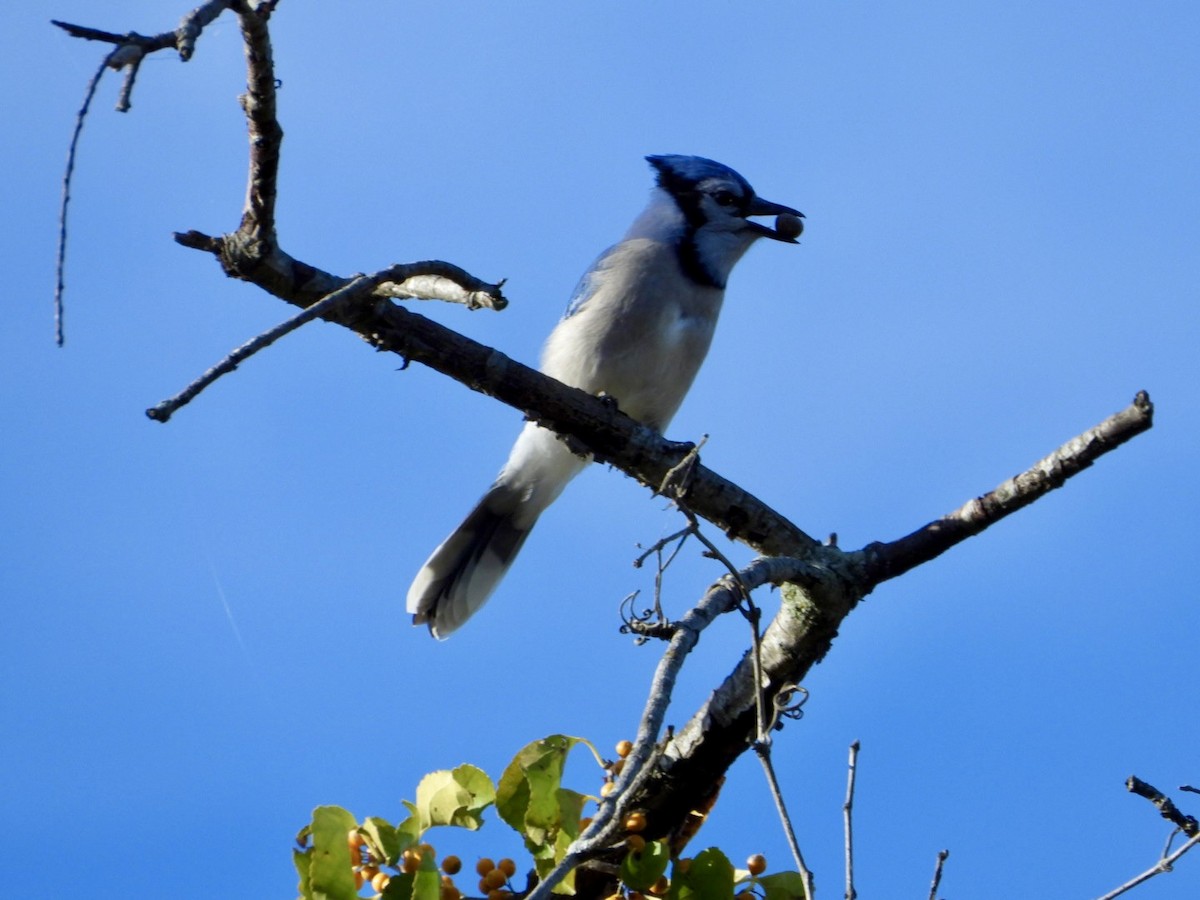 Blue Jay - ML644110628