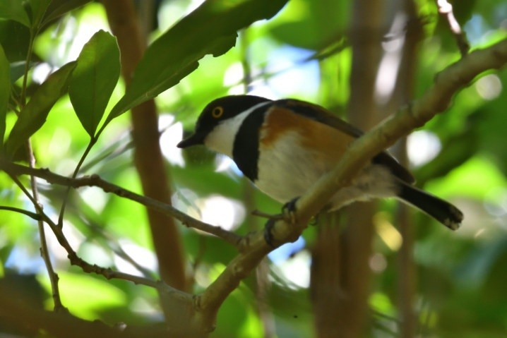 ムナグロセワタビタキ - ML644110629