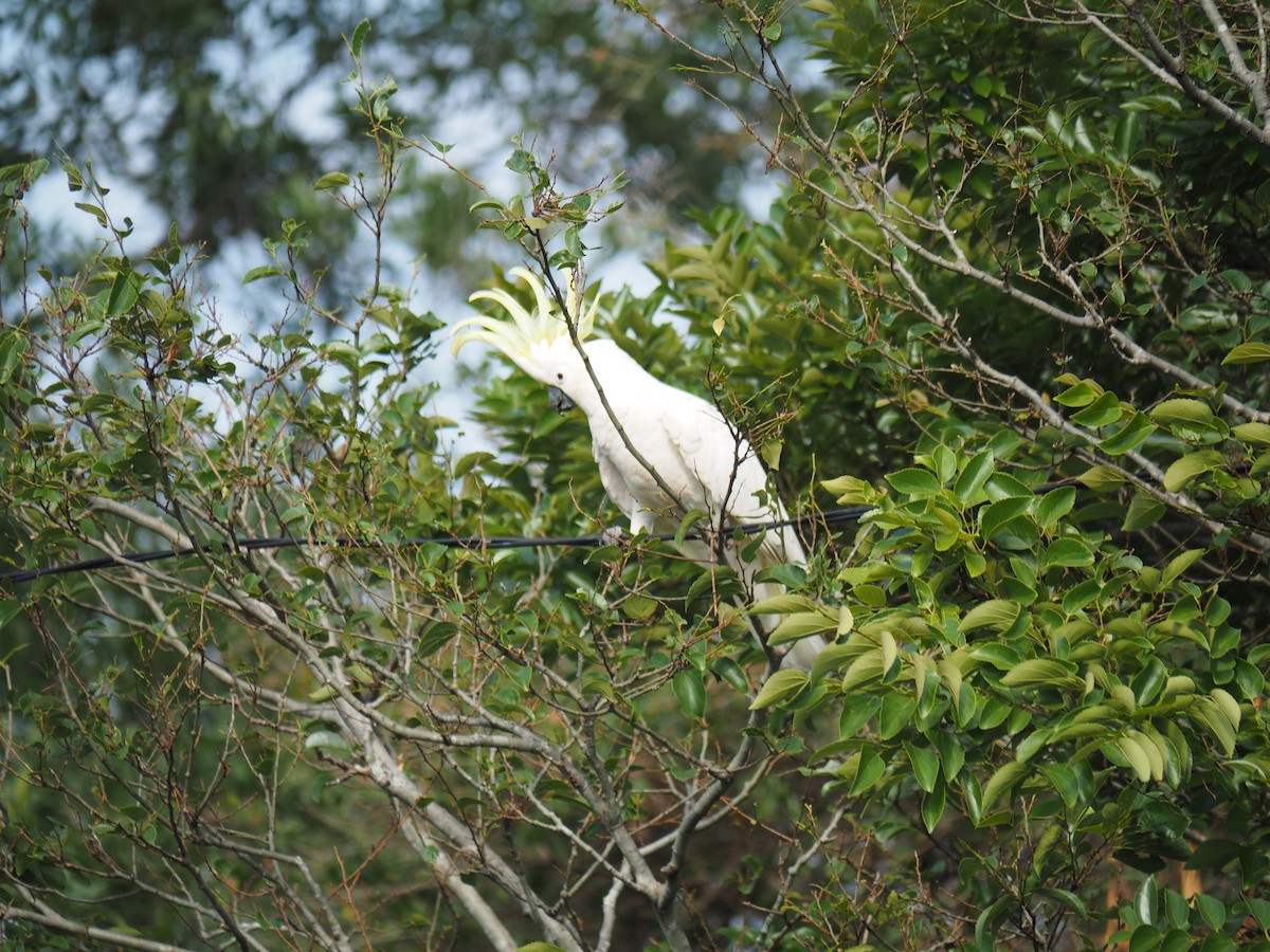 Gelbhaubenkakadu - ML644110637