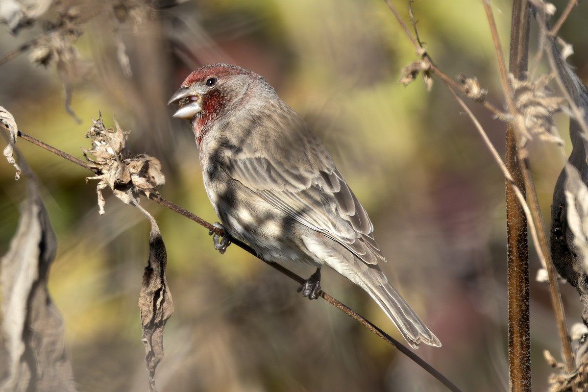 hýl rudoprsý - ML644110655