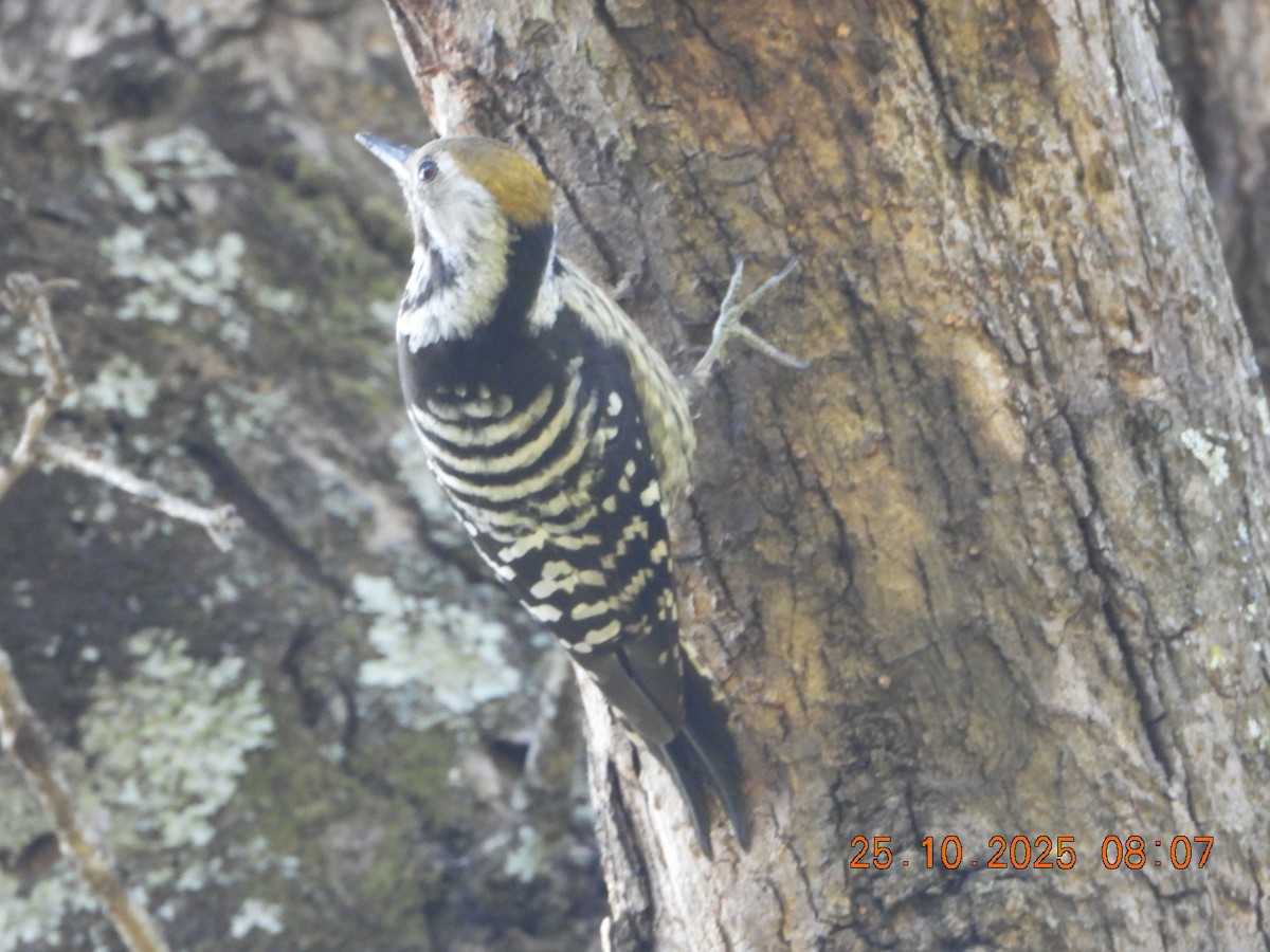 Коронованный дятел - ML644110663