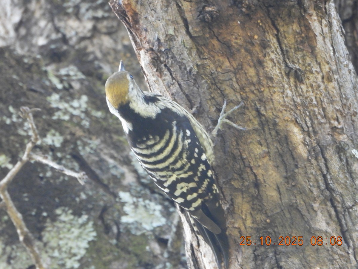 Коронованный дятел - ML644110664