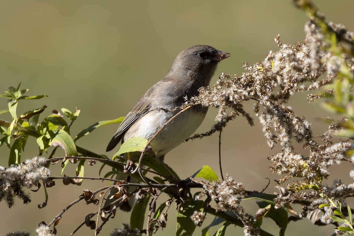 strnadec zimní - ML644110668