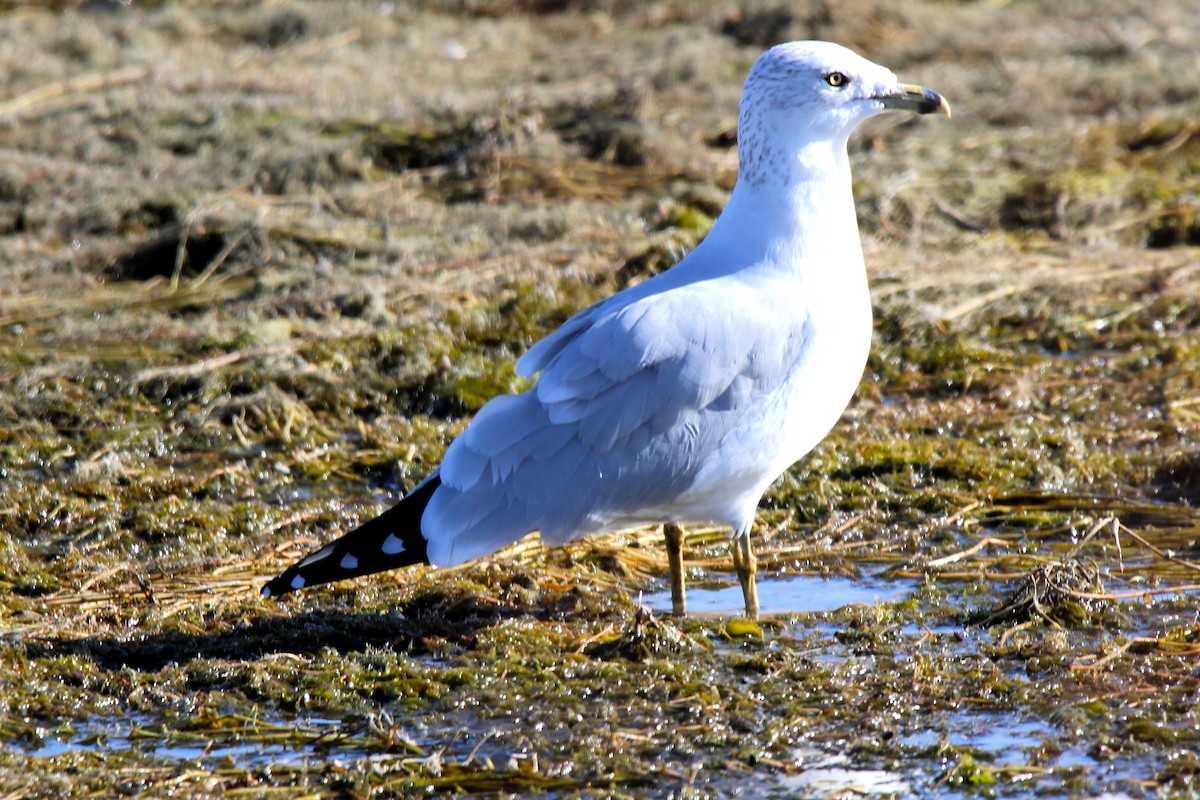 Ring-billed Gull - ML644110669