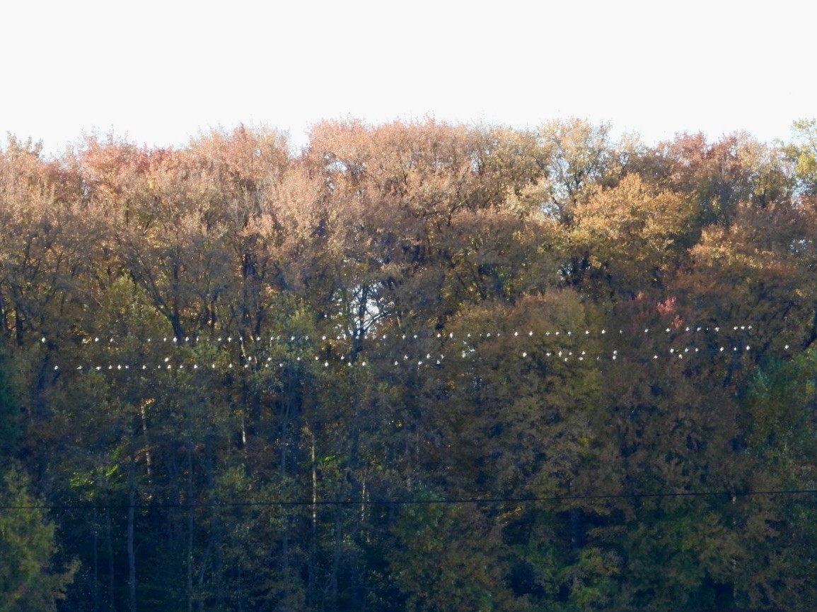 Tree Swallow - ML644110680