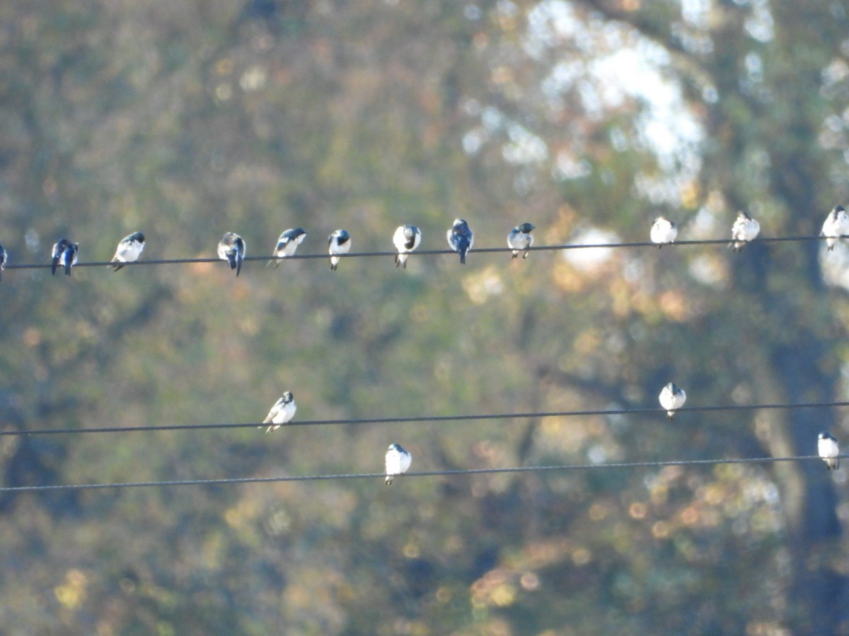 Tree Swallow - ML644110681