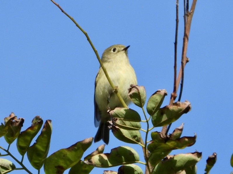 Ruby-crowned Kinglet - ML644110708